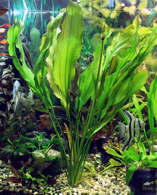 Echinodorus Urugayensis Sellovianus Nr 1 Echinodorus