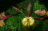 Echinodorus Scarlet flower