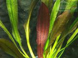 Echinodorus Red Devil