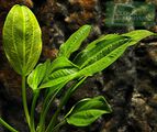 Echinodorus sp. Saturn (Satan) 2003 (Ibirapuita)