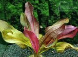 Echinodorus Joyo Bright Star