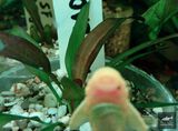 Echinodorus Penelopa