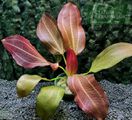 Echinodorus Oki Bright Star