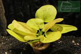 Echinodorus Yellow Sun