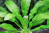 Echinodorus Green Firefly