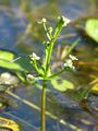 Albidella nymphaeifolia