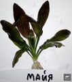 Echinodorus Maja