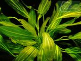 Echinodorus Thundering