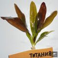 Echinodorus Titania