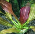 Echinodorus Dschungelstar Nr. 15 Simply Red