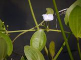 Echinodorus palaefolius (Ness & Mart.) J.F. Macbr.