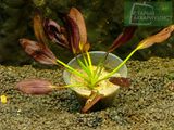 Echinodorus Aflame