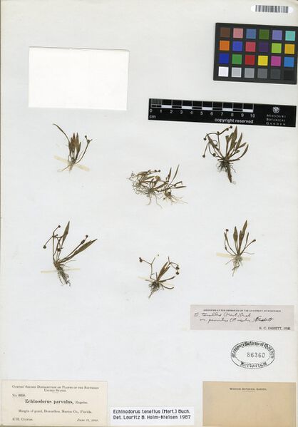 Datei:Tenellus (Mart. ex Schult. f.) Buchenau 3.jpg
