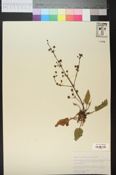Datei:Berteroi var. lanceolatus (Engelm. ex S.Watson & J.M.Coult.) Fassett4.jpg