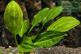 Echinodorus sp. Saturn (Satan) 2003 (Ibirapuita)