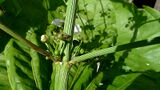 Echinodorus floribundus (Seub.) Seub.