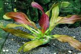 Echinodorus Dschungelstar Nr. 15 Simply Red