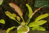 Echinodorus Pink