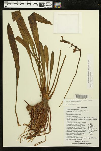 Datei:Sagittaria rhombifolia Cham4.jpg