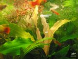 Echinodorus Bright Flame