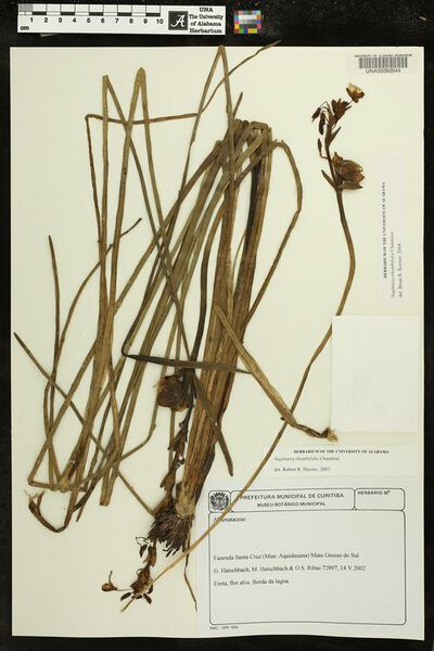 Datei:Sagittaria rhombifolia Cham 1.jpg