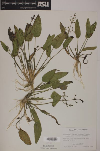 Datei:Berteroi var. lanceolatus (Engelm. ex S.Watson & J.M.Coult.) Fassett2.jpg