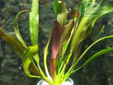 Echinodorus Red Devil