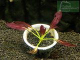 Echinodorus Red Flame