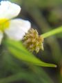 Baldellia ranunculoides