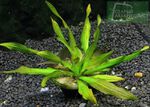 Echinodorus Green Spike