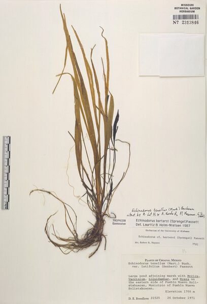 Datei:Tenellus (Mart. ex Schult. f.) Buchenau 2.jpg