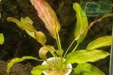 Echinodorus Pink