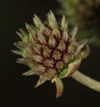 Echinodorus berteroi (Spreng.) Fassett[3]