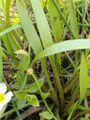 Baldellia ranunculoides