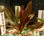 Echinodorus Honoria