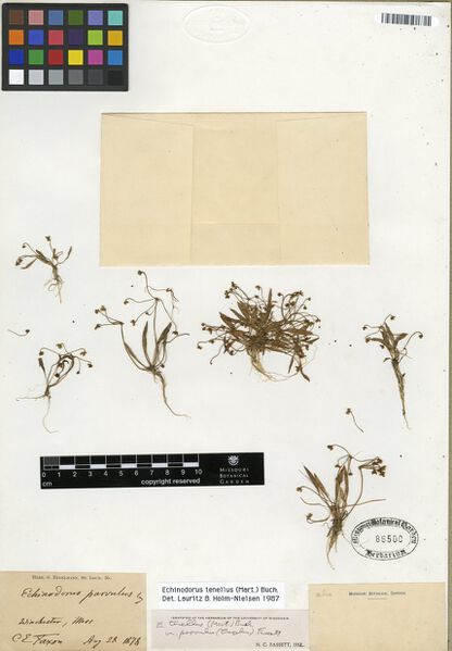 Datei:Tenellus (Mart. ex Schult. f.) Buchenau 5.jpg