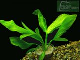 Echinodorus Emerald