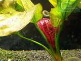 Echinodorus Red Rock