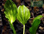 Echinodorus sp. Saturn 2004 (South Brasil)