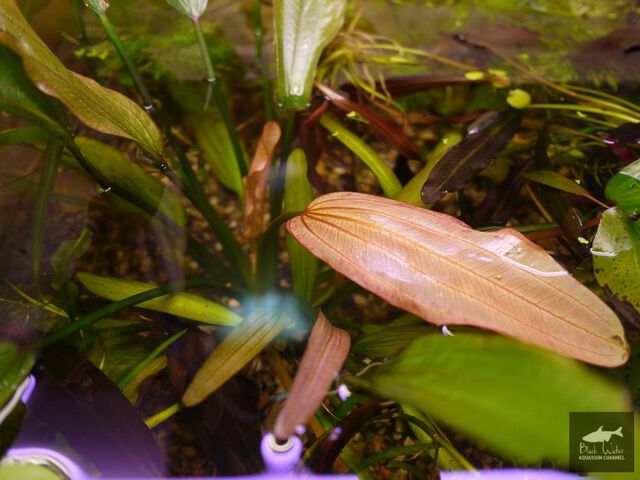 Echinodorus After the fiery Barbus Echinodorus