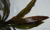 Echinodorus Leda [1]
