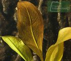 Echinodorus Shnelya-Shinelya