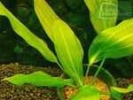 Echinodorus Green-pregreenny