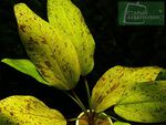 Echinodorus Dschungelstar Nr. 8 Ozelot Gold