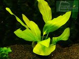 Echinodorus Green-pregreenny