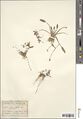 Echinodorus alpestris (Coss.) Micheli [5]