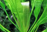 Echinodorus Green Firefly