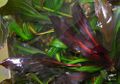 Echinodorus Red Firefly