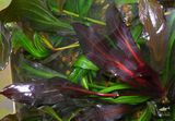 Echinodorus Red Firefly