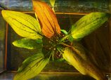 Echinodorus Soviet Brazil